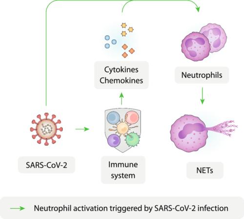 Inflammation-, immunothrombosis,- and autoimmune-feedback loops may lead to persistent neutrophil self-stimulation in long COVID