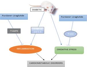 Portulaca oleracea (purslane) aqueous extract reduced the adverse metabolic outcomes and favored liraglutide activities in streptozotocin-induced cardiometabolic disorders of male Wistar rats