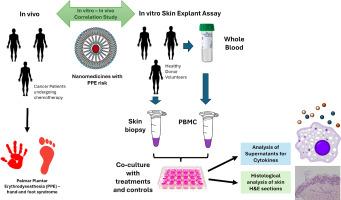 In vitro assessment of nanomedicines' propensity to cause palmar-plantar erythrodysesthesia: A Doxil vs. doxorubicin case study