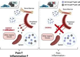 Cannabinoid CB2 receptors enhance high-fat diet evoked peripheral neuroinflammation