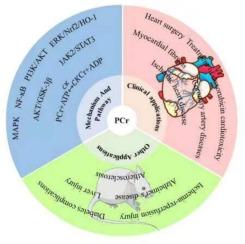 Clinical applications of phosphocreatine and related mechanisms