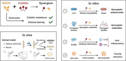 Immunomodulator AS101 restores colistin susceptibility of clinical colistin-resistant Escherichia coli and Klebsiella pneumoniae in vitro and in vivo