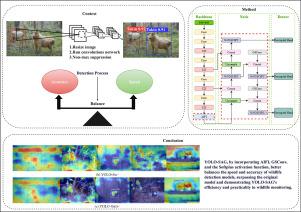 YOLO-SAG: An improved wildlife object detection algorithm based on YOLOv8n