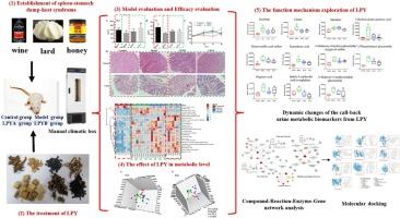 Non-target metabolomics unravels the effect and mechanism of Lianpu Drink on spleen-stomach damp-heat syndrome