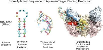 In silico analysis of aptamer-RNA conjugate interactions with human transferrin receptor