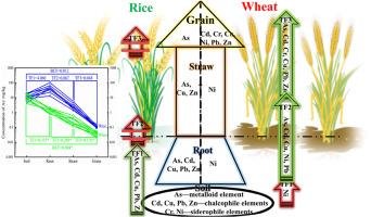 A holistic investigation of potentially toxic element flow in the soil-root-straw-grain continuum of a typical rice–wheat rotation system