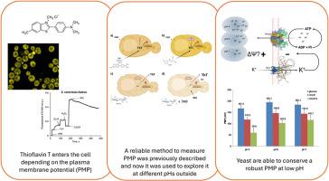 Effects of medium pH on the yeast plasma membrane potential