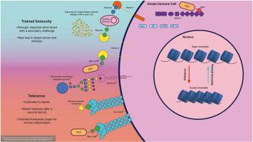 “Glycans in Trained Immunity: Educators of innate immune memory in homeostasis and disease”