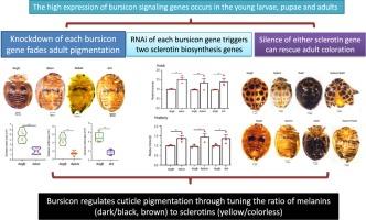 Rnai-based functional analysis of bursicon genes related to cuticle pigmentation in a ladybird beetle