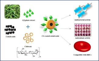 Bio-fabrication of chitosan-coated cobalt oxide nanocomposite for enhanced bacterial inhibition and oxidative stress mitigation