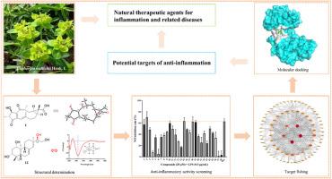 Lathyrane and ent-isopimarane diterpenoids from Euphorbia wallichii and target prediction of active ingredient