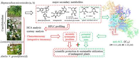 Major specialized natural products from the endangered plant Heptacodium miconioides, potential medicinal uses and insights into its longstanding unresolved systematic classification