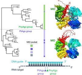 Unusual Guide-binding Pockets in RNA-targeting pAgo Nucleases