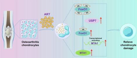 Artesunate attenuates osteoarthritis in mice by promoting MTA1 transcription through a USP7/FoxO1 axis