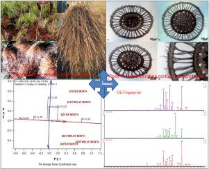 Genotype and environmental interactions determine the root digging time and essential oil production in vetiver (Chrysopogon zizanioides (L.) Roberty)