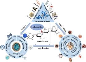 Hyaluronidase overcomes the extracellular matrix barrier to enhance local drug delivery