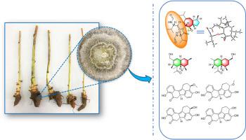 Specialized metabolites of the endophyte Annulohypoxylon areolatum hosted by Aconitum carmichaelii