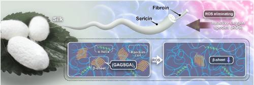 Unravelling the antioxidant behaviour of self-assembly β-Sheet in silk fibroin