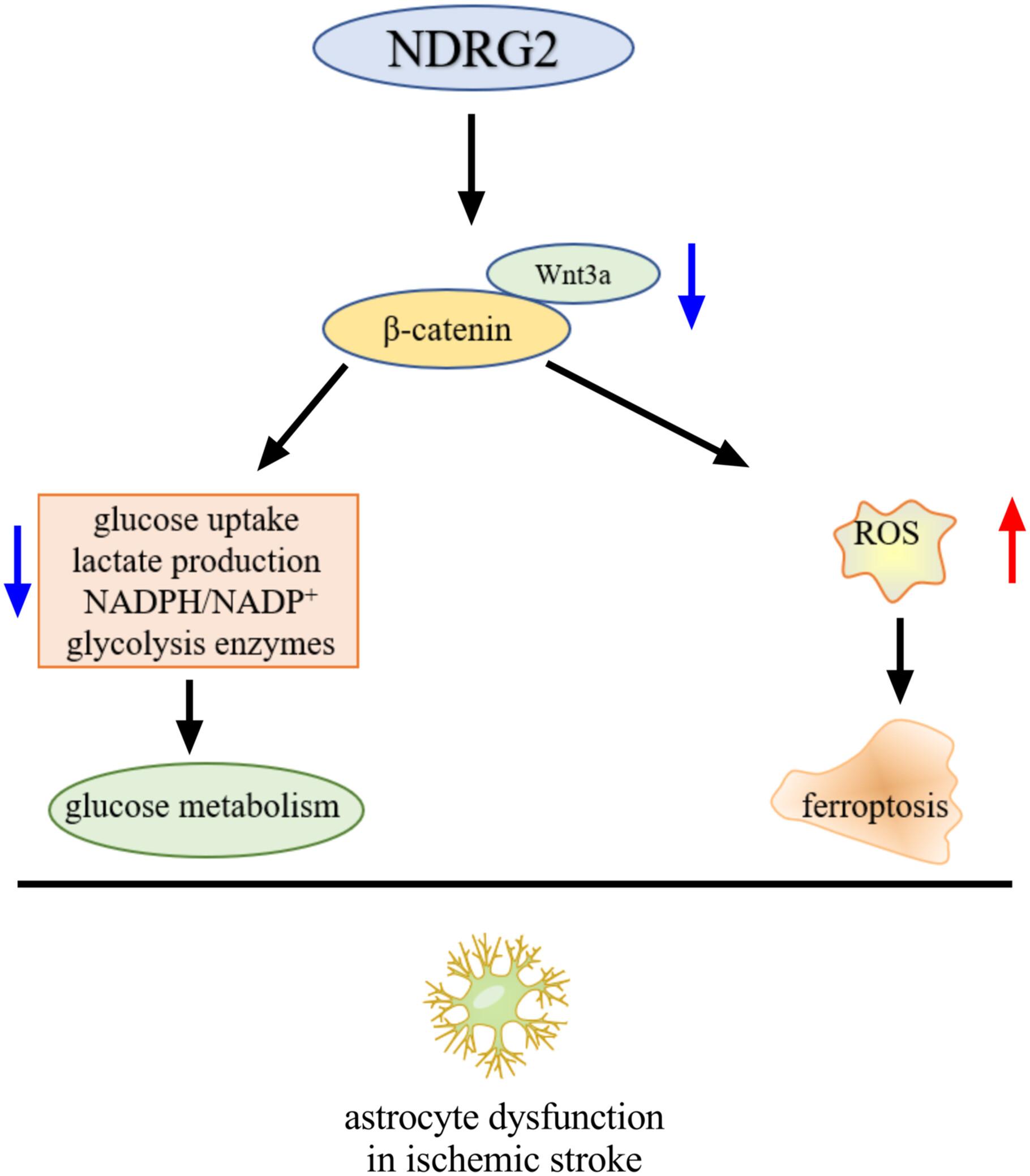 NDRG2 regulates glucose metabolism and ferroptosis of OGD/R-treated astrocytes by the Wnt/β-catenin signaling