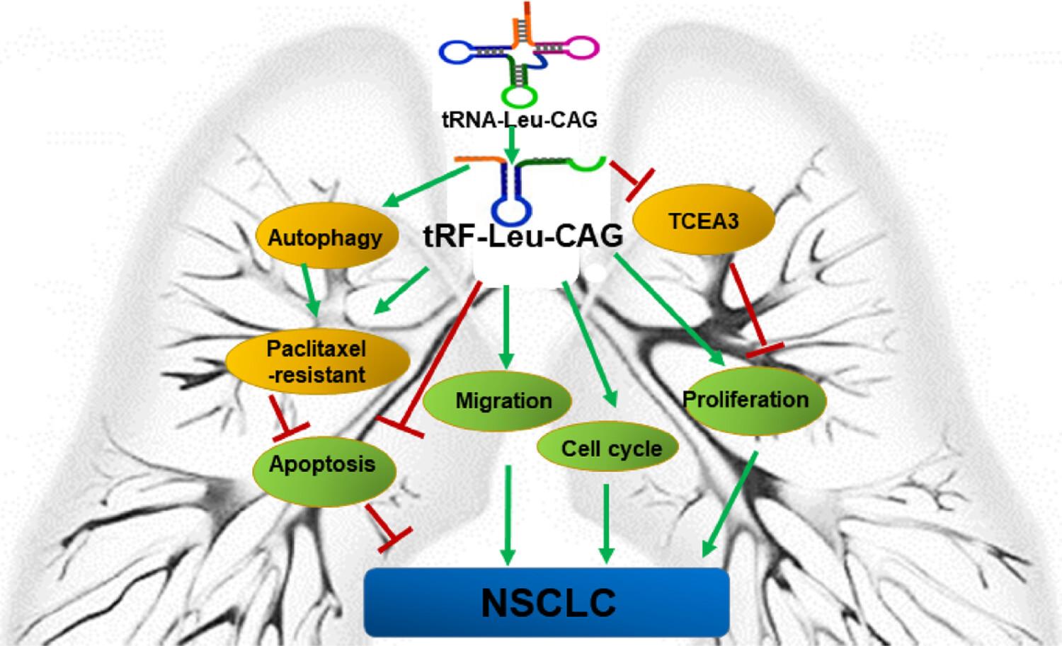 Oncogenic tRNA-derived fragment tRF-Leu-CAG promotes tumorigenesis of lung cancer via targeting TCEA3 and increasing autophagy