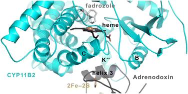 Adrenodoxin allosterically alters human cytochrome P450 11B enzymes to accelerate substrate binding and decelerate release†