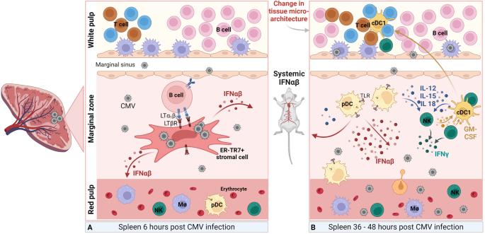 Immune surveillance of cytomegalovirus in tissues