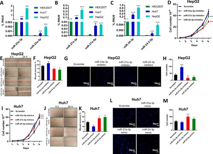 CRISPR-based dissection of microRNA-23a ~ 27a ~ 24-2 cluster functionality in hepatocellular carcinoma