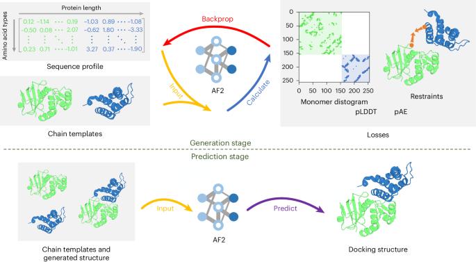 Integrated structure prediction of protein–protein docking with experimental restraints using ColabDock