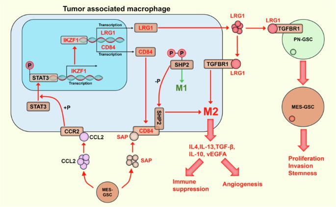 CCL2 mediated IKZF1 expression promotes M2 polarization of glioma-associated macrophages through CD84-SHP2 pathway