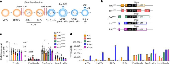 Transcriptional function of E2A, Ebf1, Pax5, Ikaros and Aiolos analyzed by in vivo acute protein degradation in early B cell development