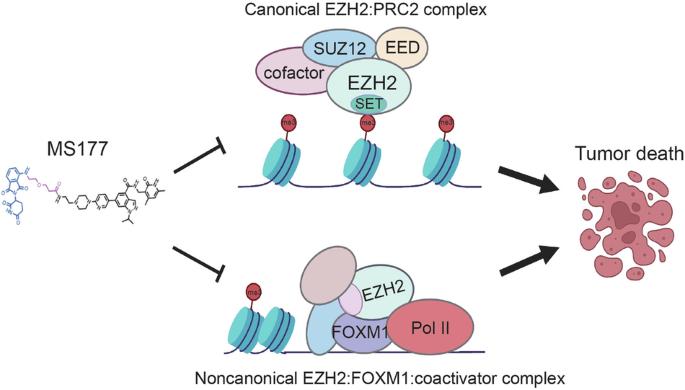 EZH2 PROTACs target EZH2- and FOXM1-associated oncogenic nodes, suppressing breast cancer cell growth