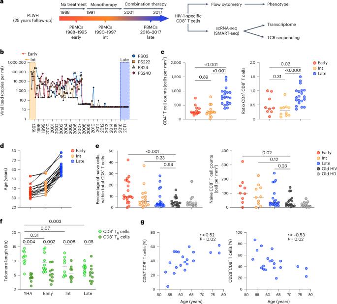 Clonal succession after prolonged antiretroviral therapy rejuvenates CD8+ T cell responses against HIV-1