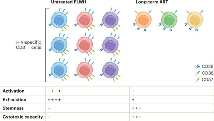 Long-term antiretroviral therapy rejuvenates the HIV-specific CD8+ T cell response