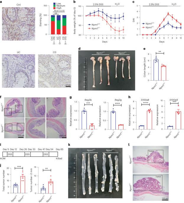 Nucleophosmin 1 promotes mucosal immunity by supporting mitochondrial oxidative phosphorylation and ILC3 activity