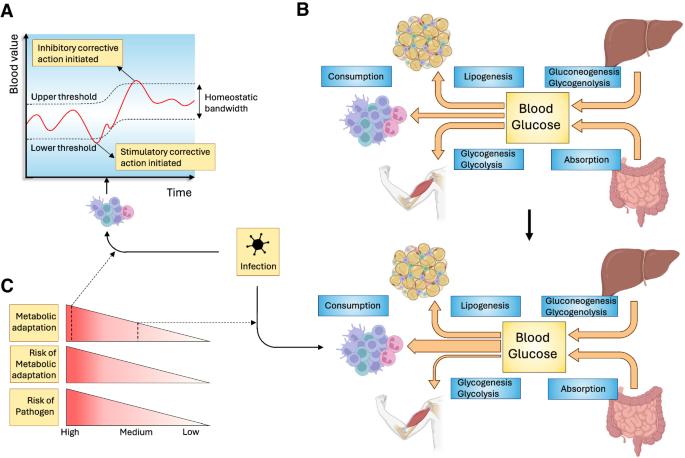 The immunology of sickness metabolism