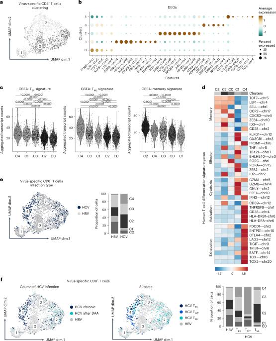 Attenuated effector T cells are linked to control of chronic HBV infection