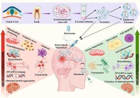 Engineered exosome therapeutics for neurodegenerative diseases