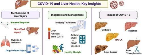 COVID-19-related liver injury: Mechanisms, diagnosis, management; its impact on pre-existing conditions, cancer and liver transplant: A comprehensive review