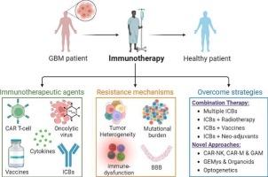 GBM immunotherapy: Exploring molecular and clinical frontiers