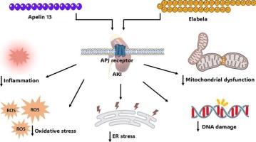 Apelinergic system in acute kidney injury: Mechanistic insights and therapeutic potential