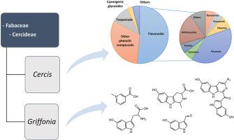 Chemophenetics of the subtribe Cercidinae (Fabaceae, Cercideae)