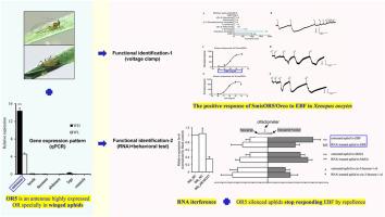 The role of OR5, which is highly expressed in the winged grain aphid Sitobion miscanthi, in specific recognition of EBF