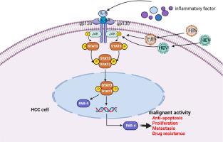 IL-6/STAT3 signaling pathway induces prostate apoptosis response protein-4(PAR-4) to stimulate malignant behaviors of hepatocellular carcinoma cells