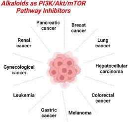 Alkaloid-based modulators of the PI3K/Akt/mTOR pathway for cancer therapy: Understandings from pharmacological point of view