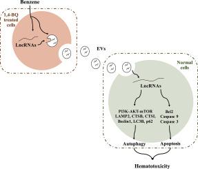 Extracellular vesicles-derived long noncoding RNAs participated in benzene hematotoxicity by mediating apoptosis and autophagy