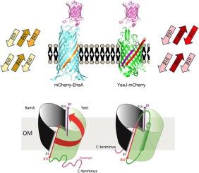 The Assembly of the Inverse Autotransporter Protein YeeJ is Driven by its C-terminal β-strand