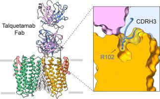 Structural Basis for the Recognition of GPRC5D by Talquetamab, a Bispecific Antibody for Multiple Myeloma