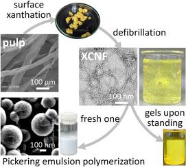 Xanthated cellulose nanofibers dispersion: Stability, pickering emulsion with styrene, and latex composite via polymerization