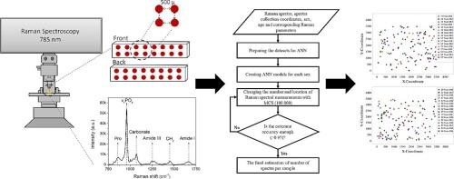 Optimizing number of Raman spectra using an artificial neural network guided Monte Carlo simulation approach to analyze human cortical bone