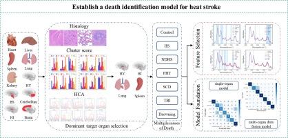 Heatstroke death identification using ATR-FTIR spectroscopy combined with a novel multi-organ machine learning approach